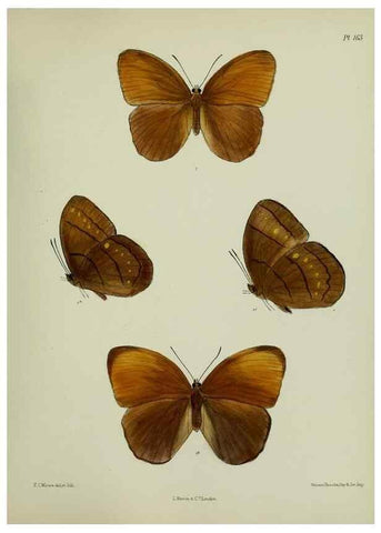 Reproducción/Reproduction 25300028898: Lepidoptera indica.. London,1890-1913.. 