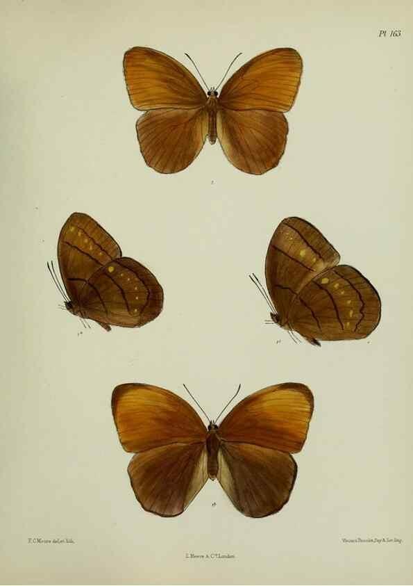 Reproducción/Reproduction 25300028898: Lepidoptera indica.. London,1890-1913.. 