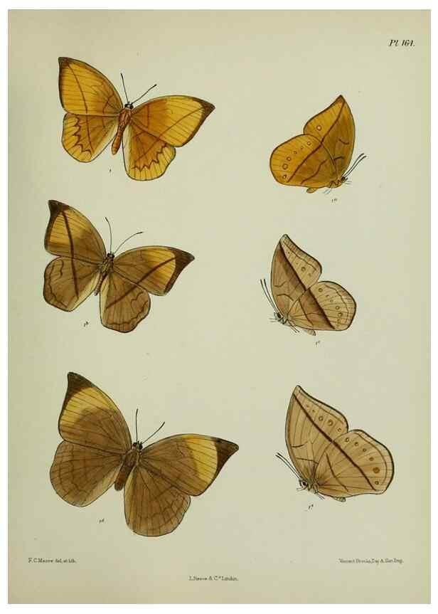 Reproducción/Reproduction 25300033848: Lepidoptera indica.. London,1890-1913.. 