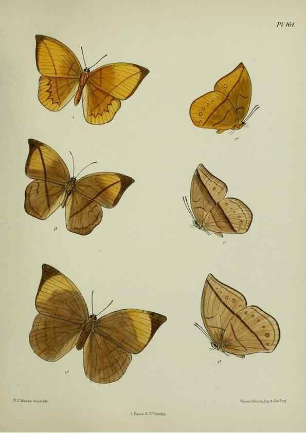 Reproducción/Reproduction 25300033848: Lepidoptera indica.. London,1890-1913.. 