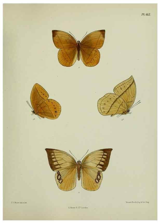 Reproducción/Reproduction 25300037628: Lepidoptera indica.. London,1890-1913.. 
