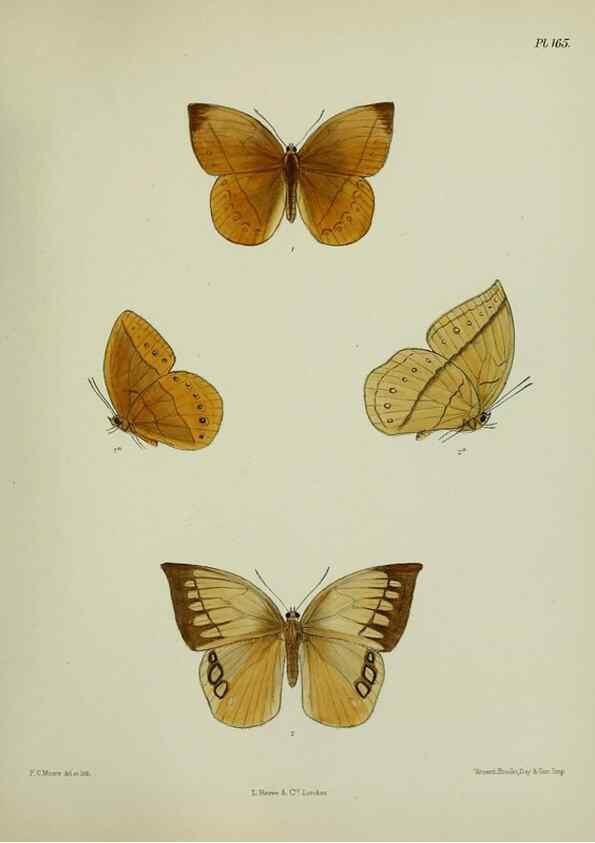 Reproducción/Reproduction 25300037628: Lepidoptera indica.. London,1890-1913.. 