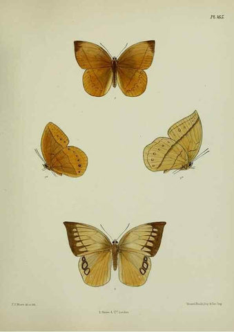 Reproducción/Reproduction 25300037628: Lepidoptera indica.. London,1890-1913.. 