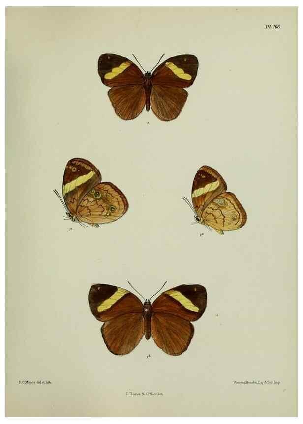 Reproducción/Reproduction 27388246439: Lepidoptera indica.. London,1890-1913.. 