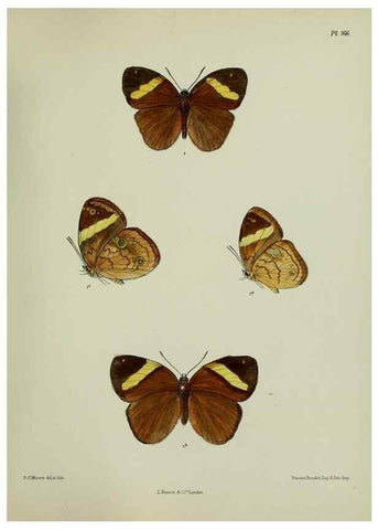 Reproducción/Reproduction 27388246439: Lepidoptera indica.. London,1890-1913.. 