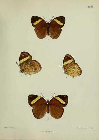 Reproducción/Reproduction 27388246439: Lepidoptera indica.. London,1890-1913.. 