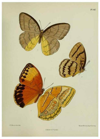 Reproducción/Reproduction 38457785074: Lepidoptera indica.. London,1890-1913.. 