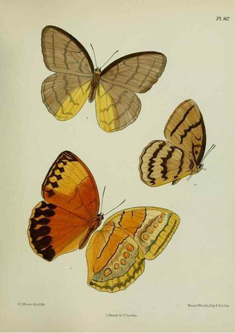 Reproducción/Reproduction 38457785074: Lepidoptera indica.. London,1890-1913.. 