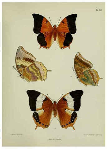 Reproducción/Reproduction 25300050548: Lepidoptera indica.. London,1890-1913.. 