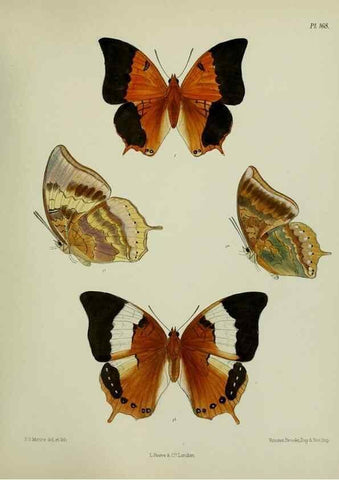 Reproducción/Reproduction 25300050548: Lepidoptera indica.. London,1890-1913.. 