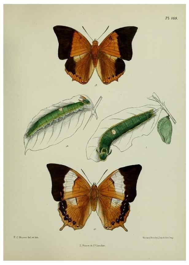 Reproducción/Reproduction 25300054778: Lepidoptera indica.. London,1890-1913.. 