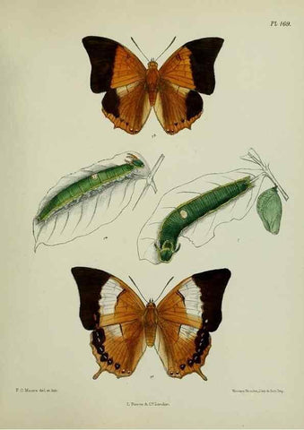 Reproducción/Reproduction 25300054778: Lepidoptera indica.. London,1890-1913.. 