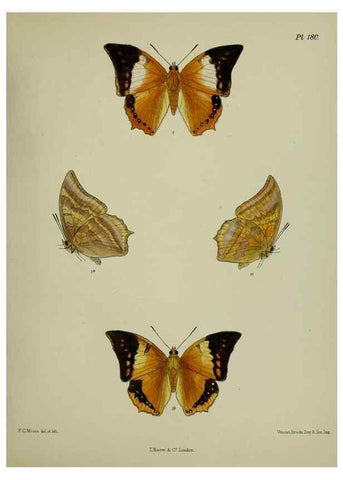 Reproducción/Reproduction 38457808214: Lepidoptera indica.. London,1890-1913.. 