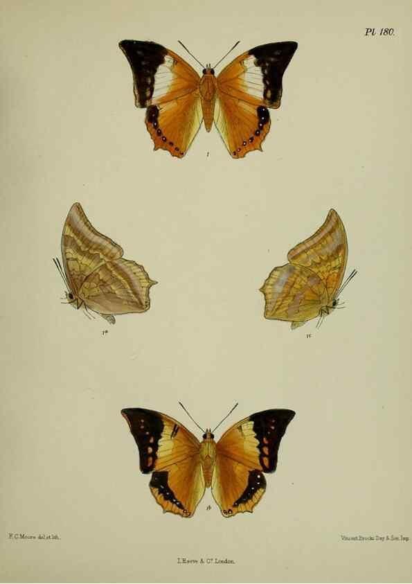 Reproducción/Reproduction 38457808214: Lepidoptera indica.. London,1890-1913.. 