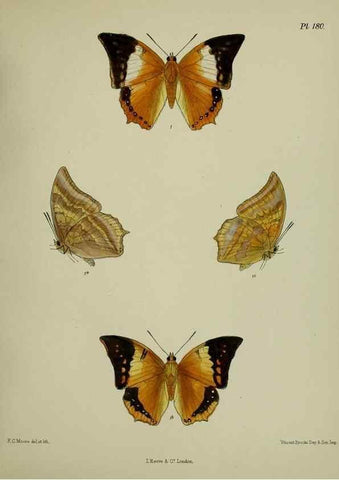 Reproducción/Reproduction 38457808214: Lepidoptera indica.. London,1890-1913.. 