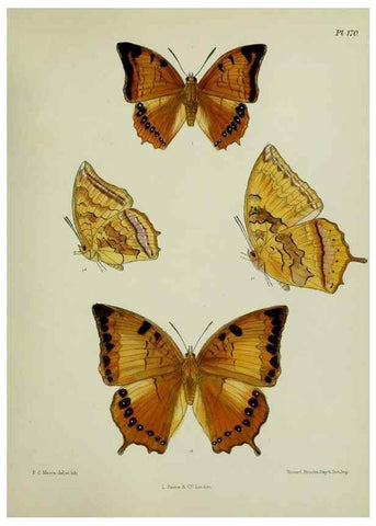 Reproducción/Reproduction 39165704441: Lepidoptera indica.. London,1890-1913.. 