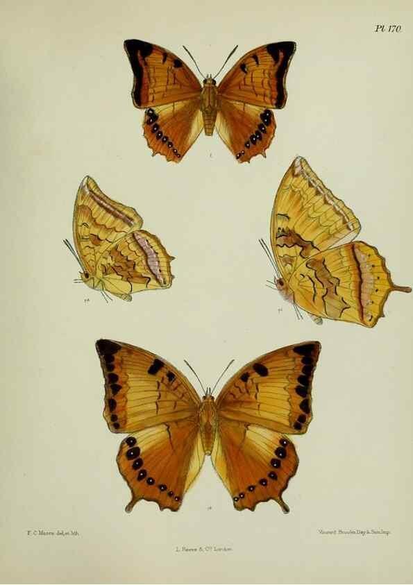Reproducción/Reproduction 39165704441: Lepidoptera indica.. London,1890-1913.. 