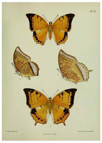 Reproducción/Reproduction 27388263889: Lepidoptera indica.. London,1890-1913.. 