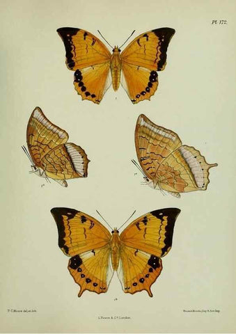 Reproducción/Reproduction 27388263889: Lepidoptera indica.. London,1890-1913.. 