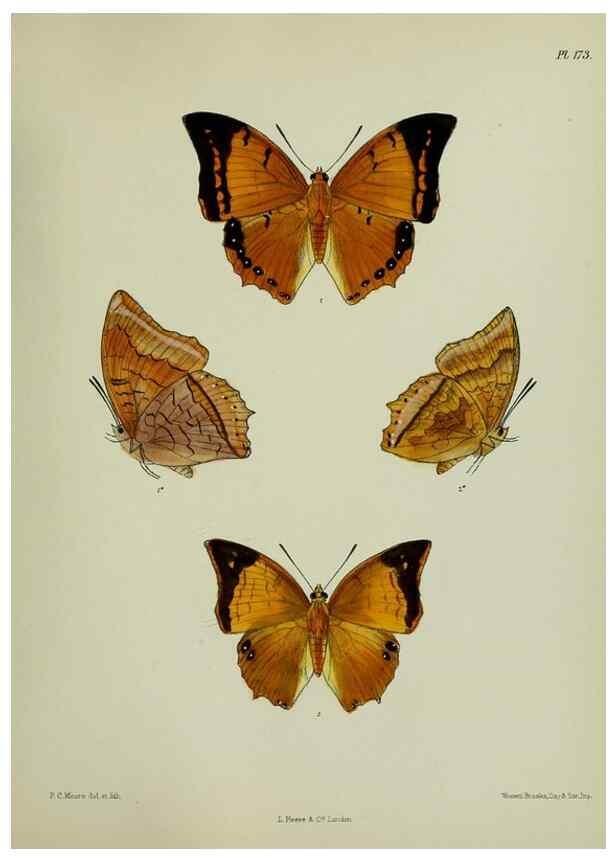 Reproducción/Reproduction 39135400902: Lepidoptera indica.. London,1890-1913.. 