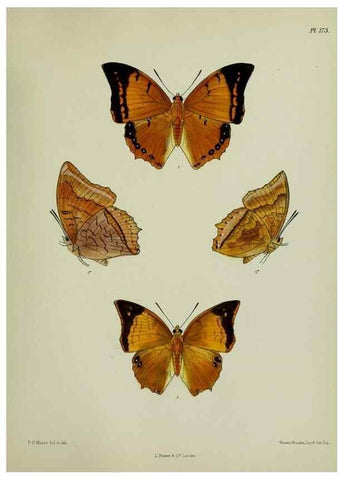 Reproducción/Reproduction 39135400902: Lepidoptera indica.. London,1890-1913.. 