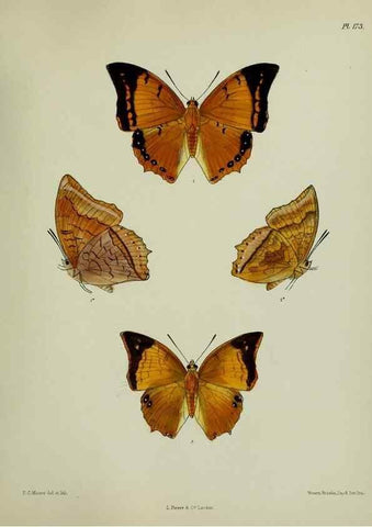 Reproducción/Reproduction 39135400902: Lepidoptera indica.. London,1890-1913.. 