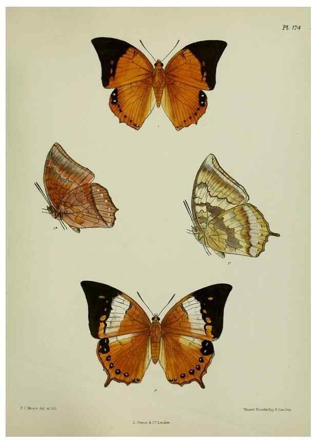 Reproducción/Reproduction 38285726795: Lepidoptera indica.. London,1890-1913.. 