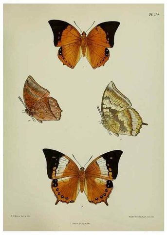 Reproducción/Reproduction 38285726795: Lepidoptera indica.. London,1890-1913.. 