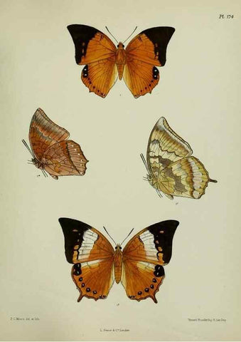 Reproducción/Reproduction 38285726795: Lepidoptera indica.. London,1890-1913.. 