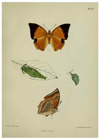 Reproducción/Reproduction 24304720887: Lepidoptera indica.. London,1890-1913.. 