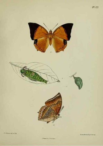 Reproducción/Reproduction 24304720887: Lepidoptera indica.. London,1890-1913.. 
