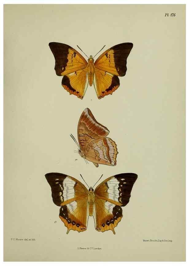 Reproducción/Reproduction 38457798044: Lepidoptera indica.. London,1890-1913.. 