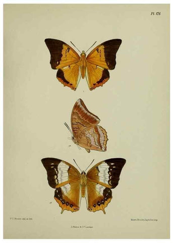 Reproducción/Reproduction 38457798044: Lepidoptera indica.. London,1890-1913.. 