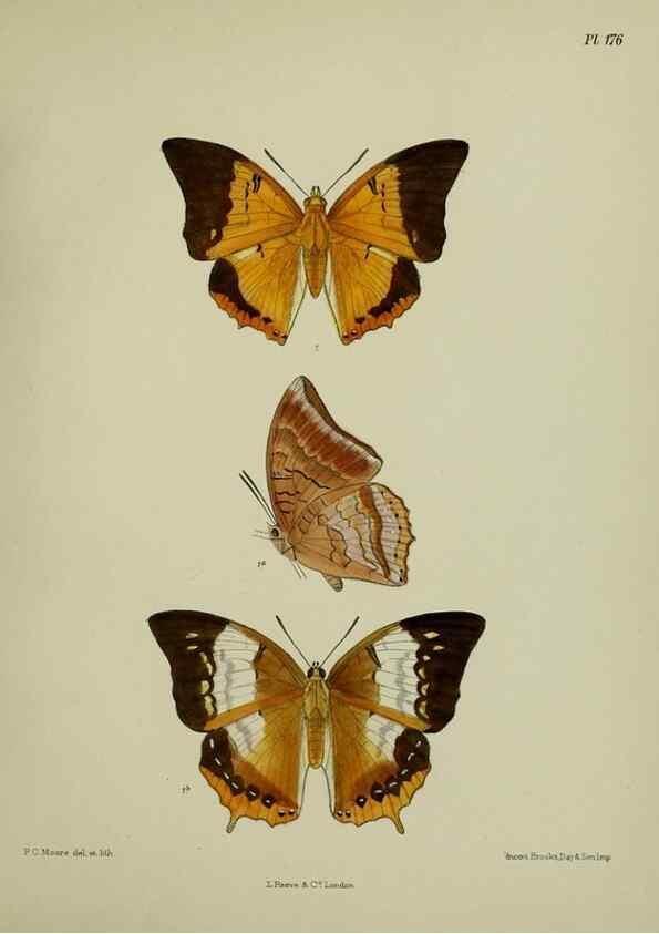 Reproducción/Reproduction 38457798044: Lepidoptera indica.. London,1890-1913.. 