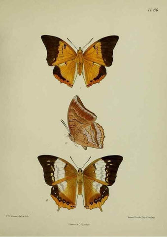 Reproducción/Reproduction 38457798044: Lepidoptera indica.. London,1890-1913.. 