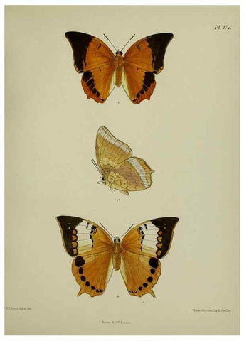 Reproducción/Reproduction 39135416332: Lepidoptera indica.. London,1890-1913.. 