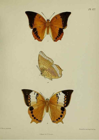 Reproducción/Reproduction 39135416332: Lepidoptera indica.. London,1890-1913.. 