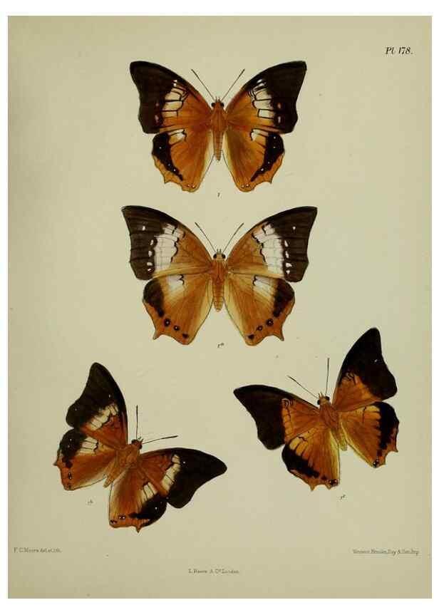 Reproducción/Reproduction 25300094038: Lepidoptera indica.. London,1890-1913.. 