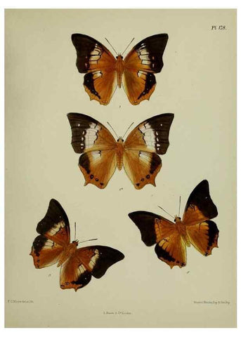 Reproducción/Reproduction 25300094038: Lepidoptera indica.. London,1890-1913.. 