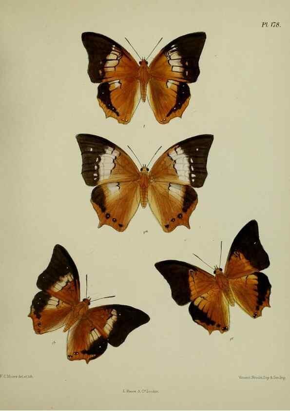 Reproducción/Reproduction 25300094038: Lepidoptera indica.. London,1890-1913.. 