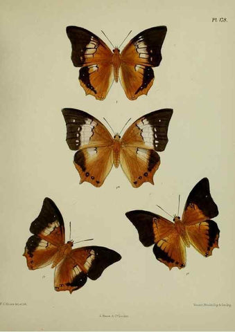 Reproducción/Reproduction 25300094038: Lepidoptera indica.. London,1890-1913.. 