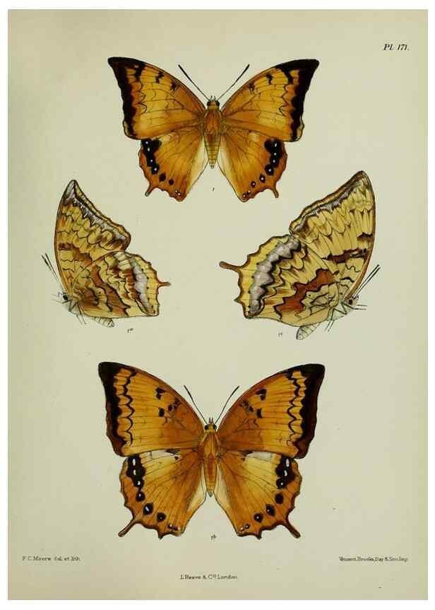 Reproducción/Reproduction 24304713447: Lepidoptera indica.. London,1890-1913.. 