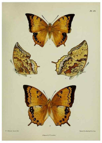 Reproducción/Reproduction 24304713447: Lepidoptera indica.. London,1890-1913.. 