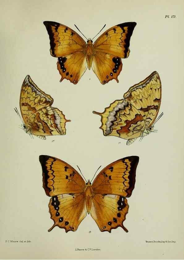 Reproducción/Reproduction 24304713447: Lepidoptera indica.. London,1890-1913.. 
