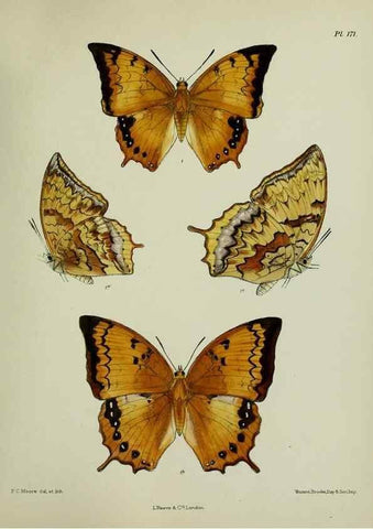 Reproducción/Reproduction 24304713447: Lepidoptera indica.. London,1890-1913.. 