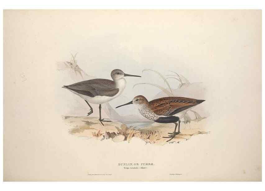 Reproducción/Reproduction 46725721512: The birds of Europe.. London,Printed by R. and J.E. Taylor, pub. by the author,1837.. 