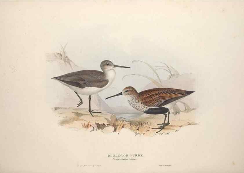 Reproducción/Reproduction 46725721512: The birds of Europe.. London,Printed by R. and J.E. Taylor, pub. by the author,1837.. 