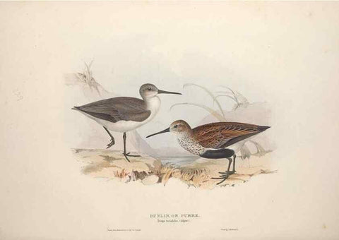 Reproducción/Reproduction 46725721512: The birds of Europe.. London,Printed by R. and J.E. Taylor, pub. by the author,1837.. 