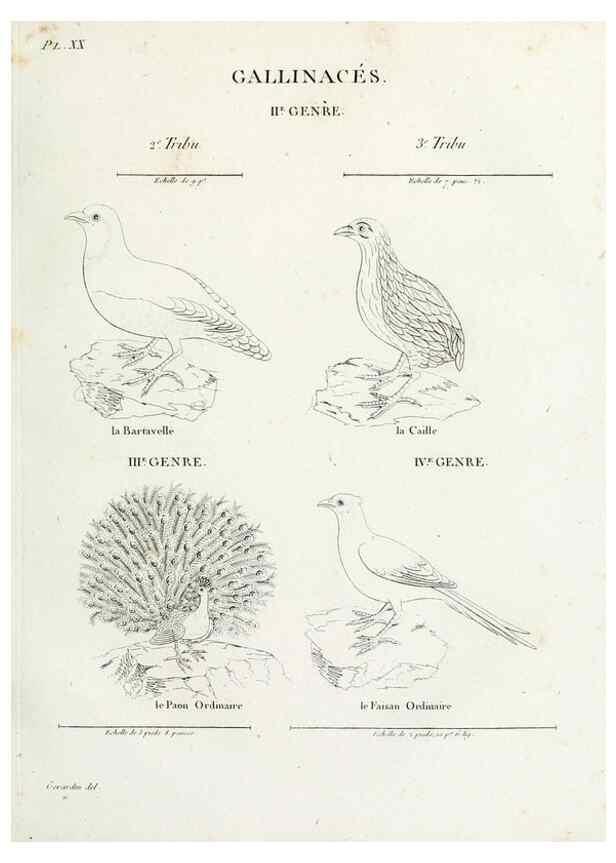 Reproducción/Reproduction 27713983628: Tableau élémentaire d'ornithologie, ou, Histoire naturelle des oiseaux que l'on rencontre communément en France :. Paris :Tournelsen,1806-1822.. 