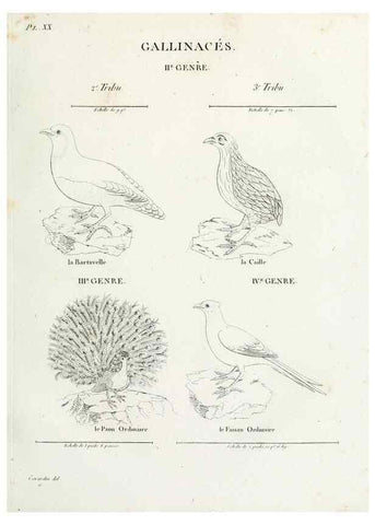 Reproducción/Reproduction 27713983628: Tableau élémentaire d'ornithologie, ou, Histoire naturelle des oiseaux que l'on rencontre communément en France :. Paris :Tournelsen,1806-1822.. 